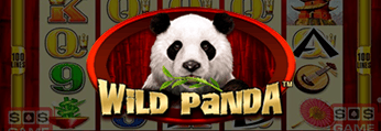 Wild Panda