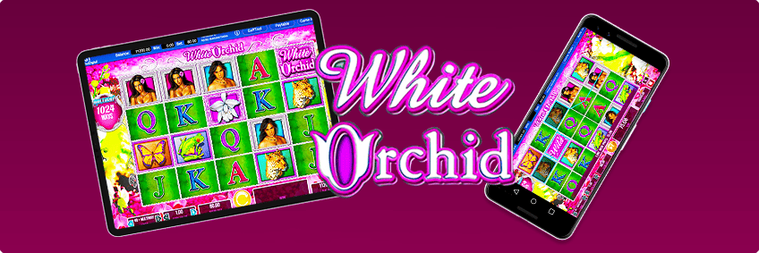 version mobile White Orchid